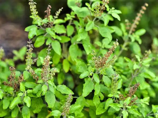 tulsi maiya