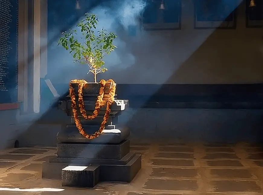 Tulsi Ki Manjari Ke Jaaduie Upay!