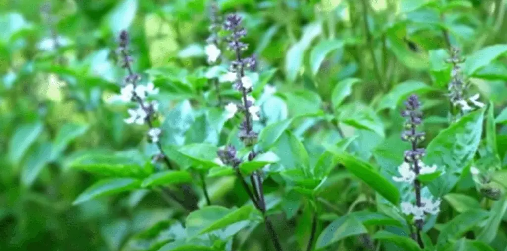 Tulsi