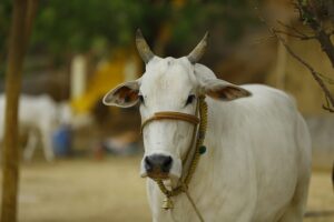 Gau Mata Ki Utpatti