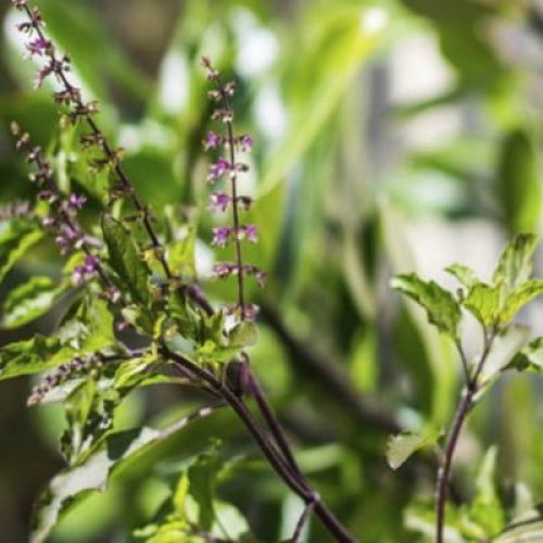 Tulsi Maiya Ki Janam Katha In Hindi English