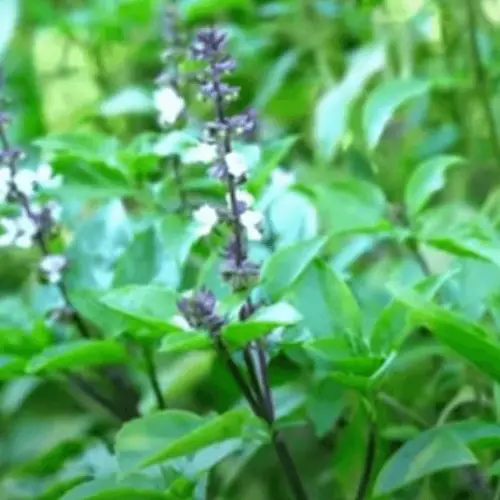 Tulsi