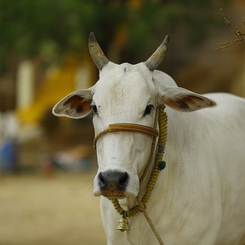 Gau Mata Ki Utpatti Aur Unke Sarvopari Mahatva Ki Katha