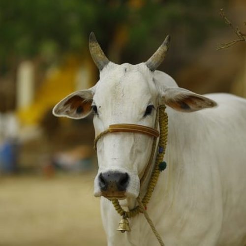 Gau Mata Ki Utpatti